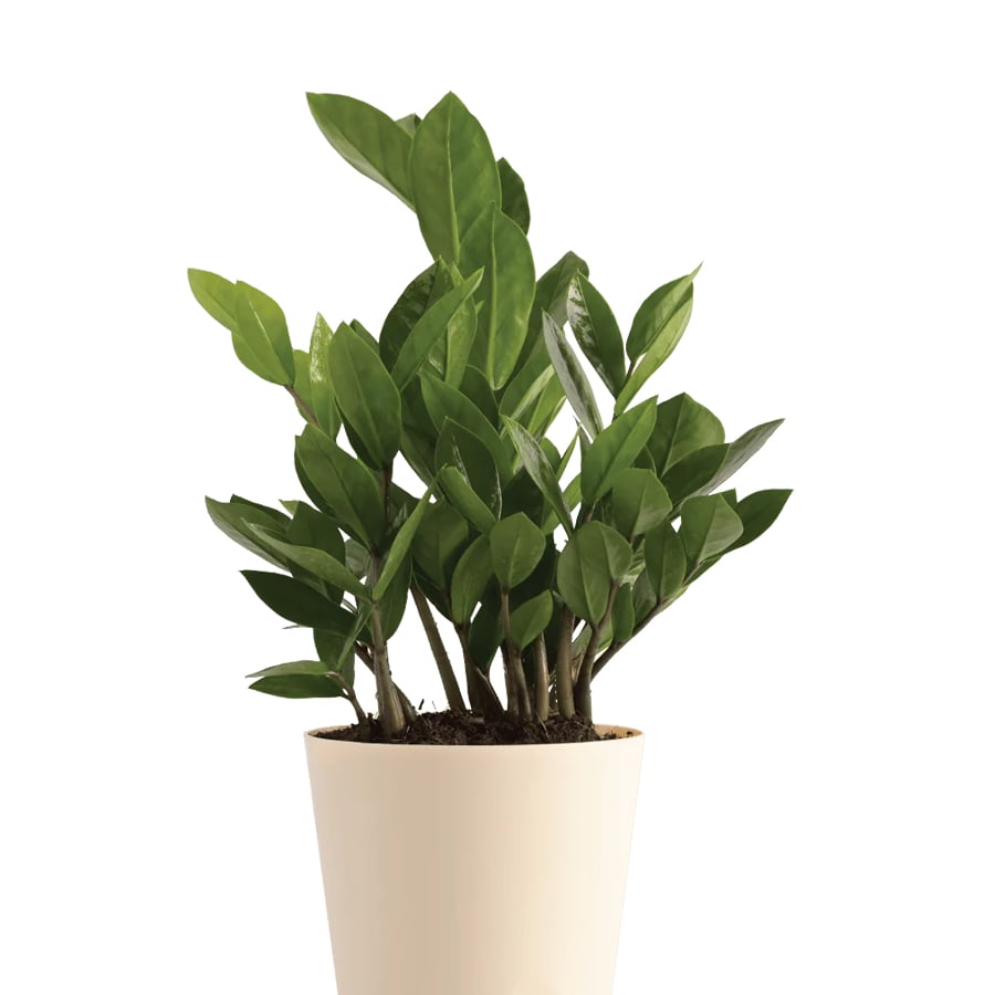 ZZ Peace Lily Bundle