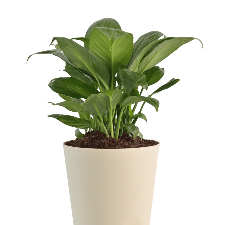 ZZ Peace Lily Bundle