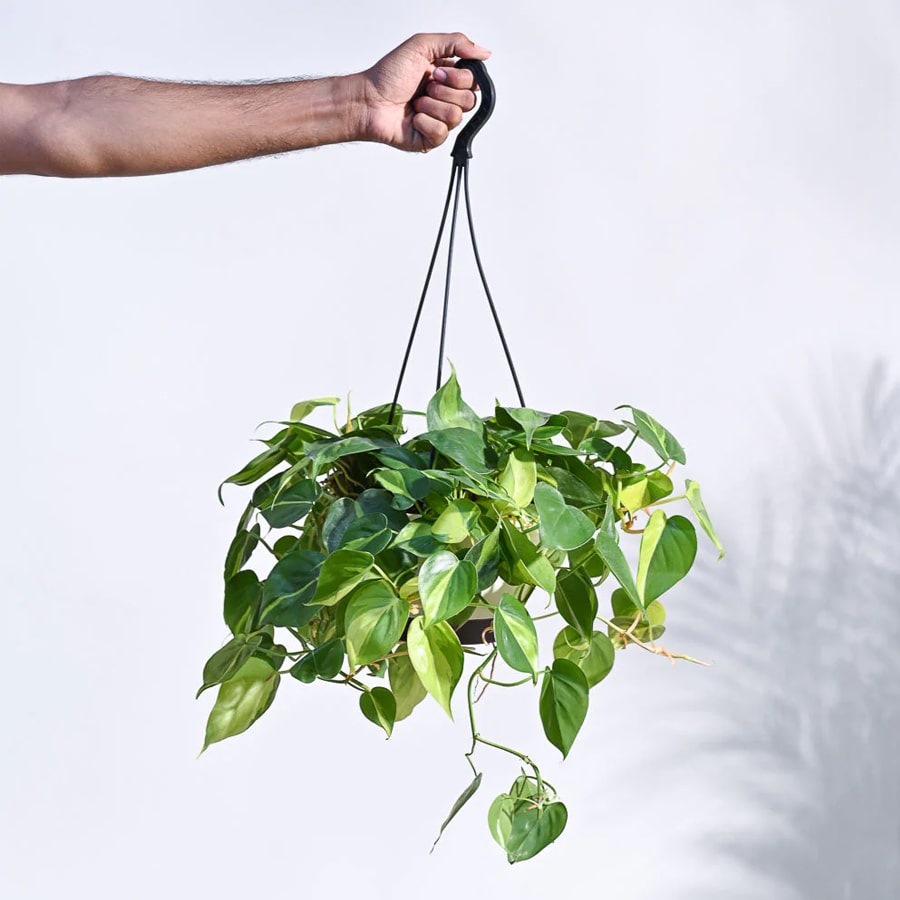 Philodendron Brasil Hanging Pot